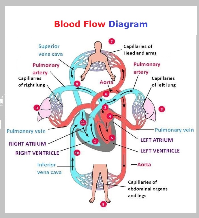 Chart Of Blood Flow Image To U