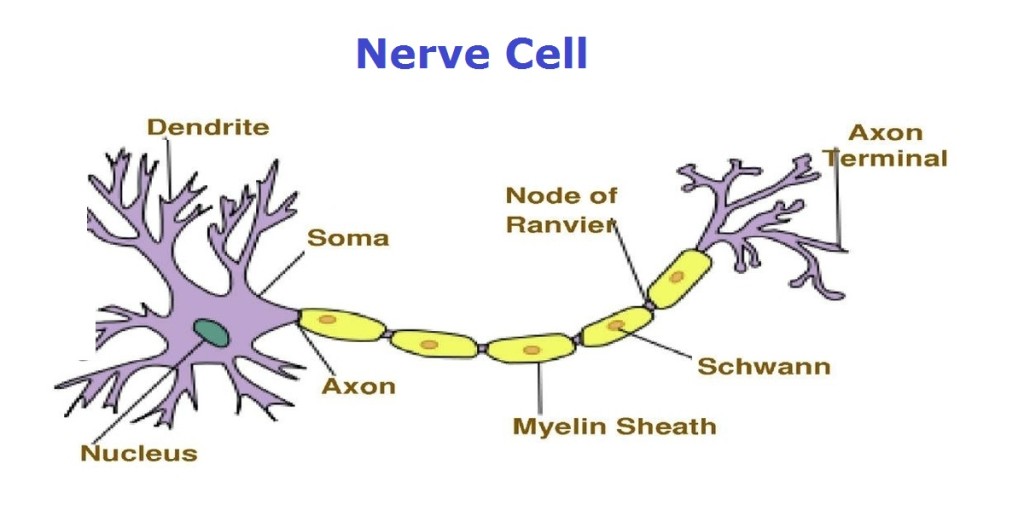 Nerve Cell Chart Charts 1496