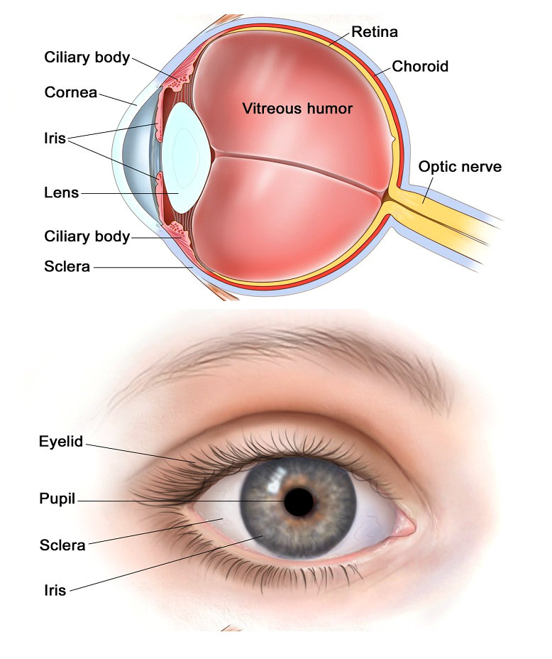 Eyelid Problems - HealthyChildren.org