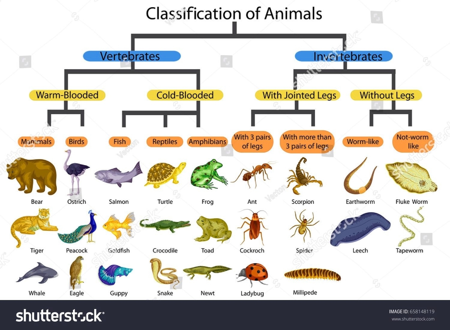 Amphibian Animals – Charts