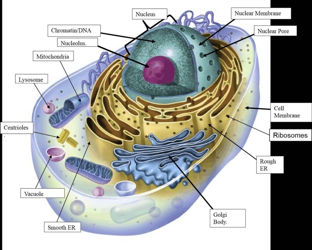 Animal Cell Structure