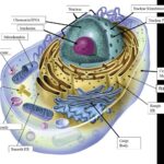 Animal Cell Structure