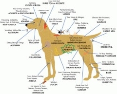 Animal Diagram