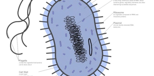 Bacteria Diagram