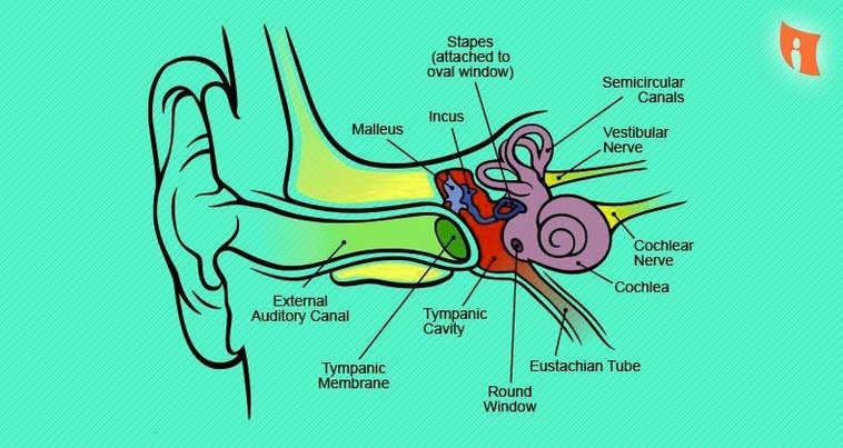 Biological Diagrams Model