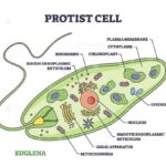 Biological Diagrams Represented