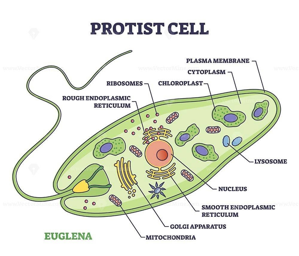 Biological Diagrams Represented