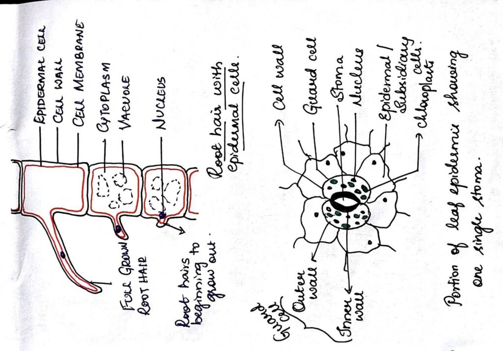 Biology Diagrams Example Of