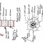 Biology Diagrams Example Of