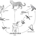 Biology Diagrams Graphic