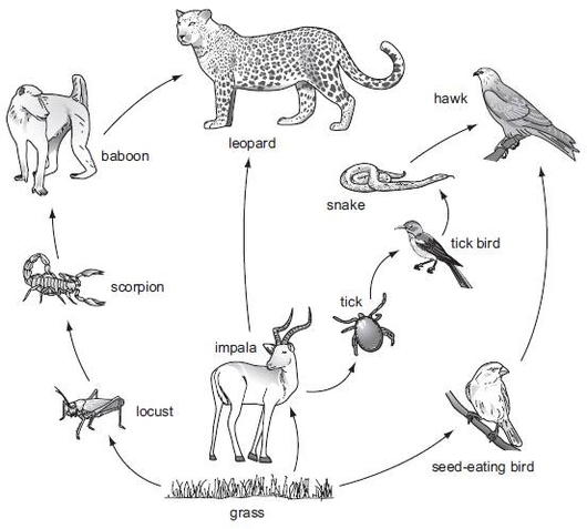 Biology Diagrams Graphic