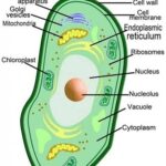 Biology Plant Cell Diagram