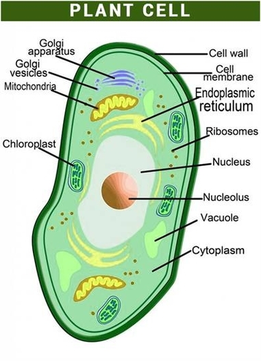 Biology Plant Cell Diagram