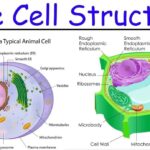 Cell Biology