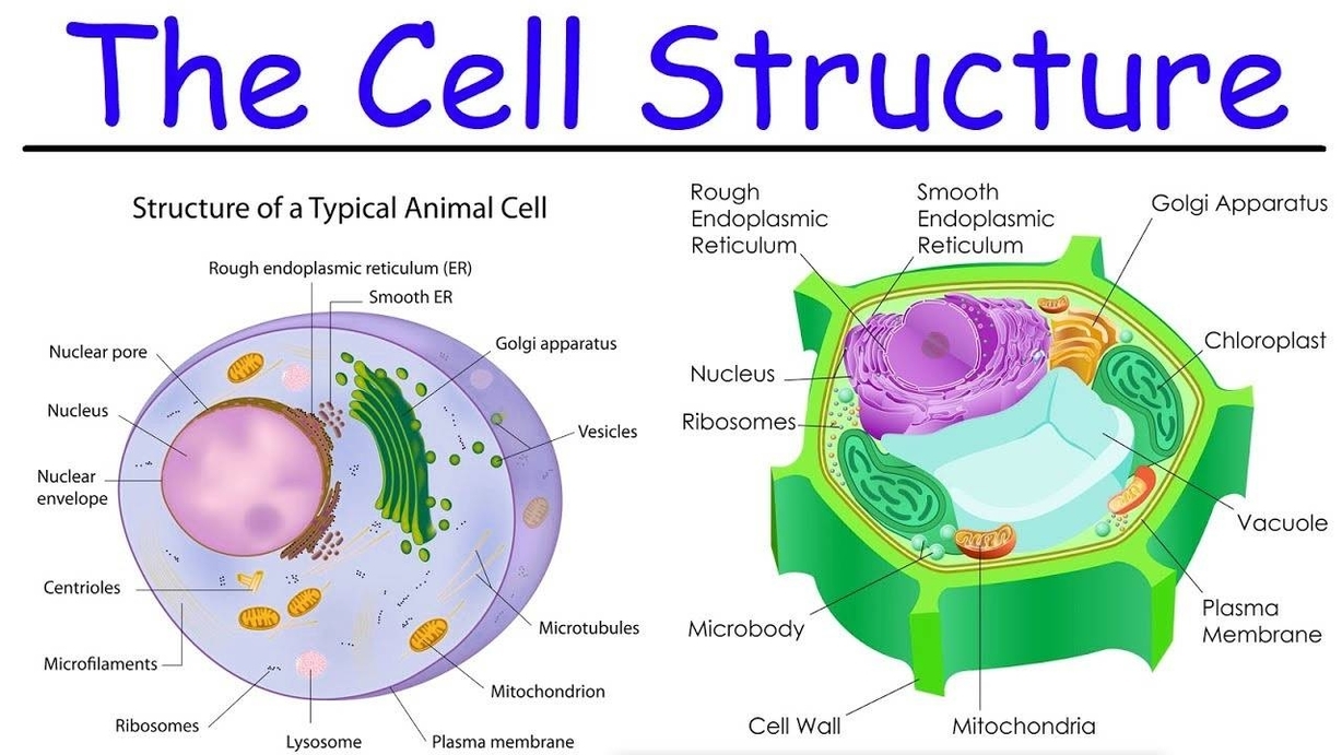 Cell Biology