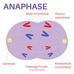 Cell Division Stage