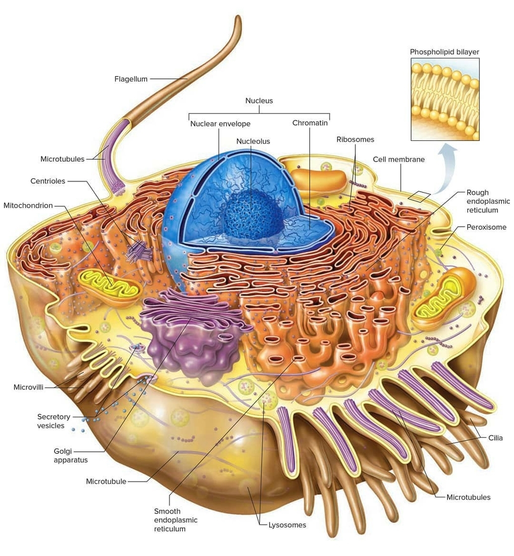 Cell Structure