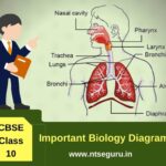 Class 10 Biology Important Diagrams