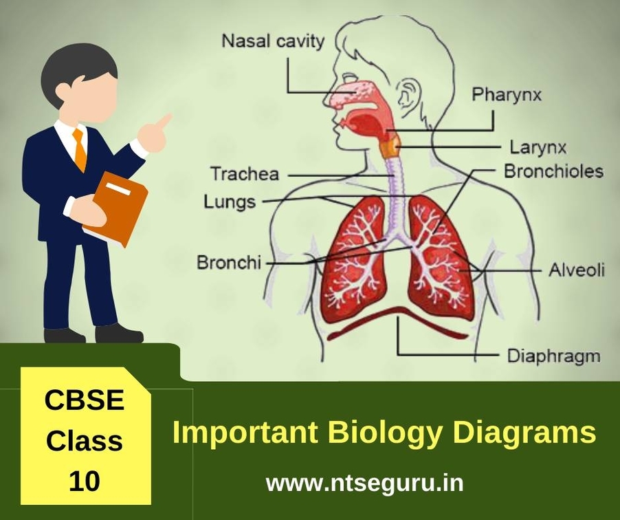 Class 10 Biology Important Diagrams