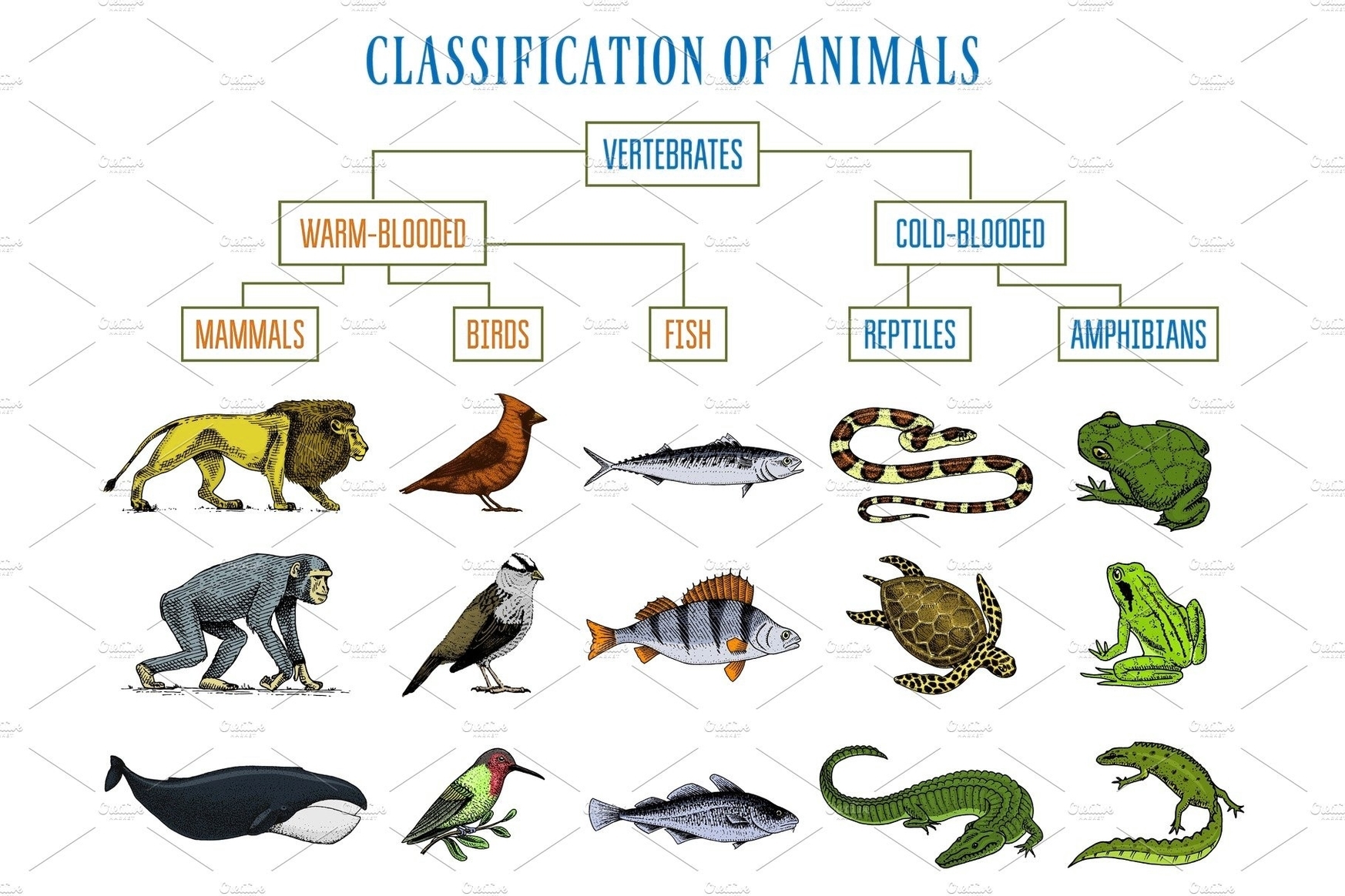 Classification Of Animals Charts Diagrams Graphs