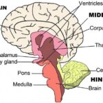 Cognitive Behavioral Therapy Model Represented