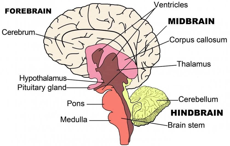 Cognitive Behavioral Therapy Model Represented