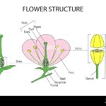 Flower Structure Biology Diagram