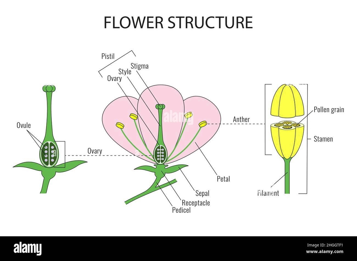 Flower Structure Biology Diagram