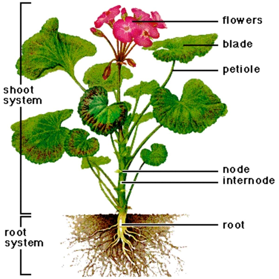 Geranium Plant Structures