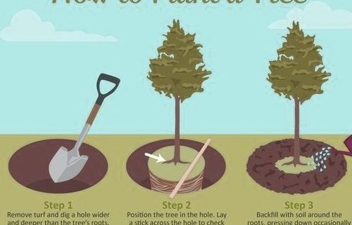 How to plant a tree diagram