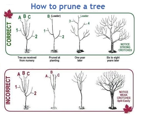 How to prune a tree