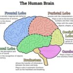 Human Brain Diagram