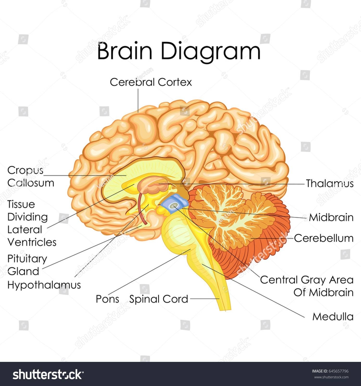 Human Brain Diagram Example Of