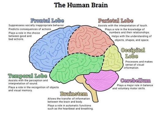 Human Brain Diagram