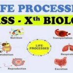 Life Processes Class 10 Biology