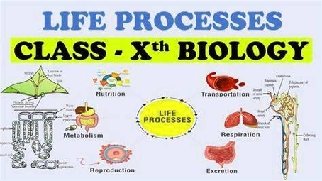 Life Processes Class 10 Biology