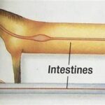 Old Science Diagrams