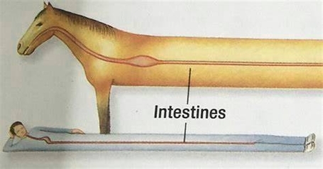 Old Science Diagrams