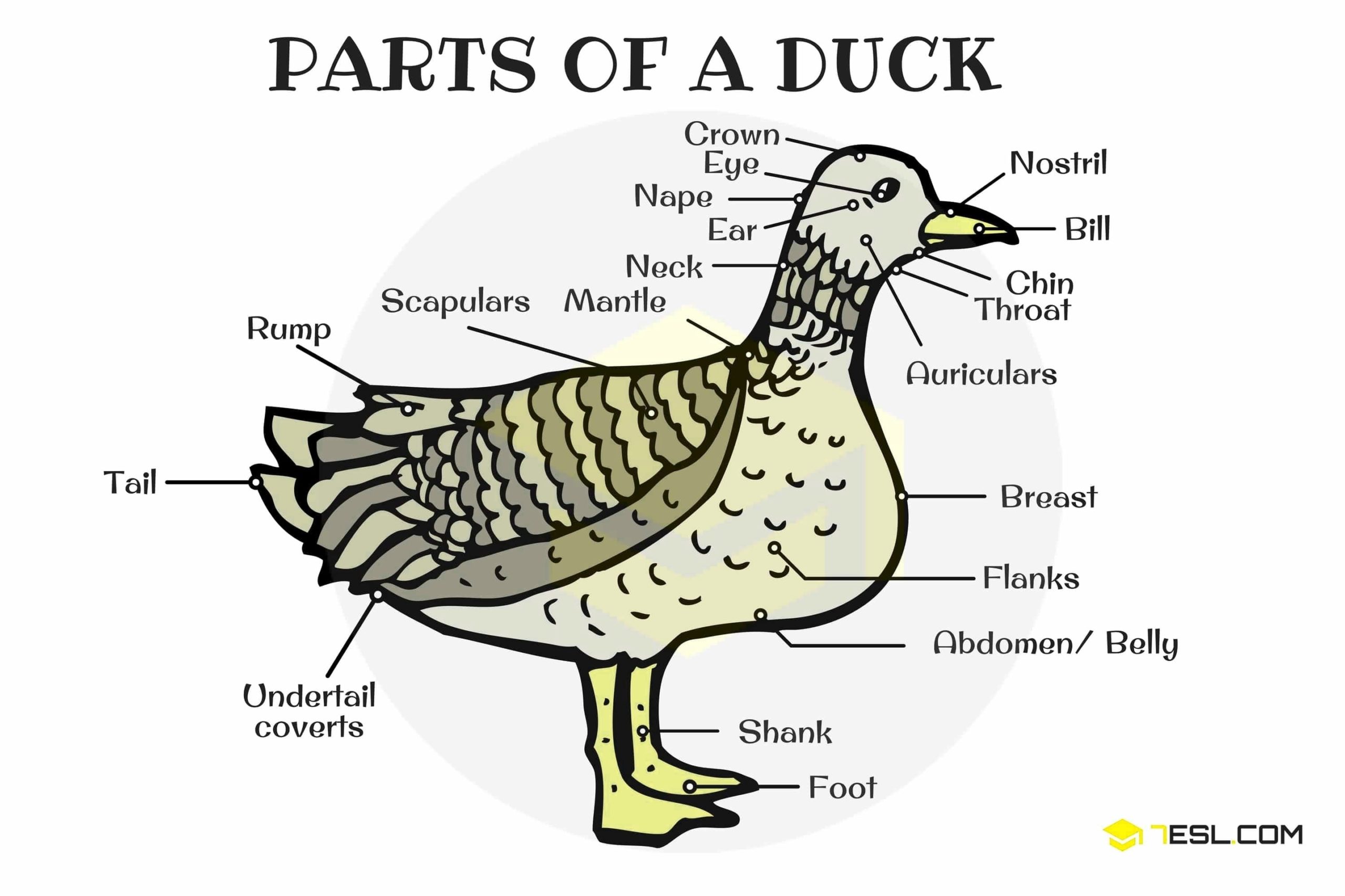 Parts Of A Duck