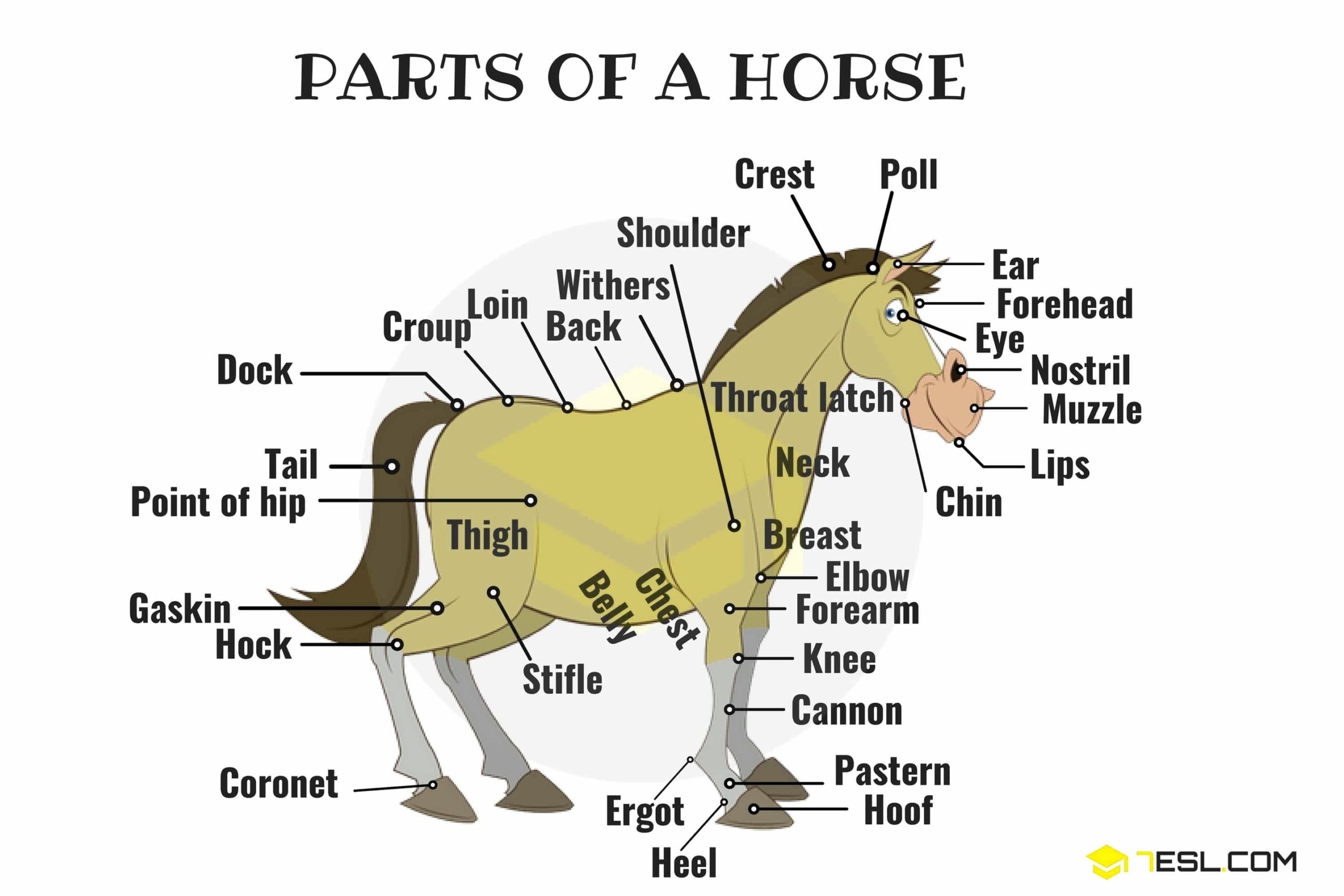 Parts Of A Horse