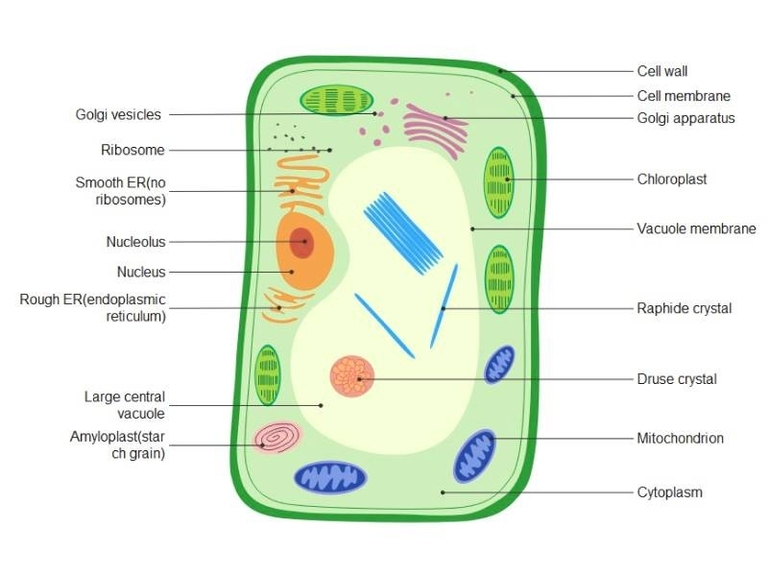 Plant Cell Diagram Represented