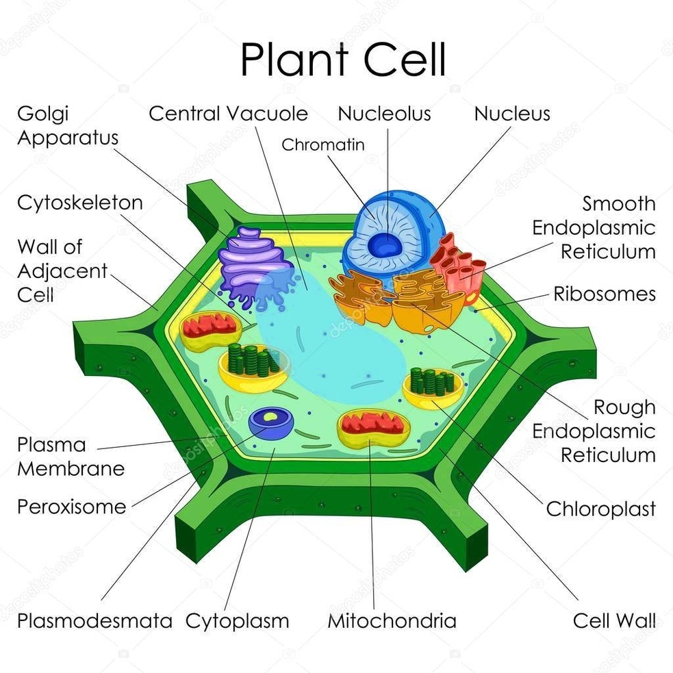 Plant Cell Structure