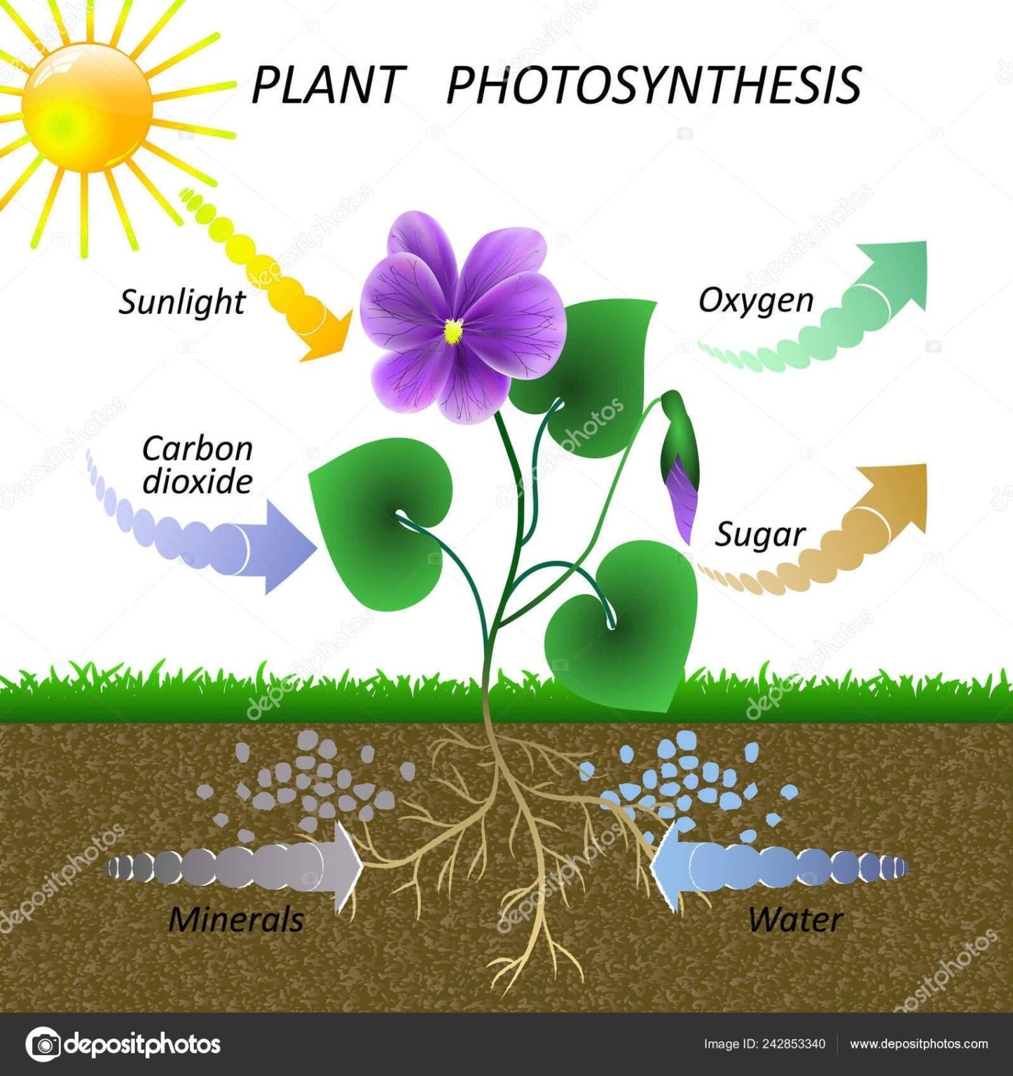 plant-photosynthesis-diagram-charts-diagrams-graphs
