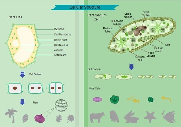 Science Diagrams Described