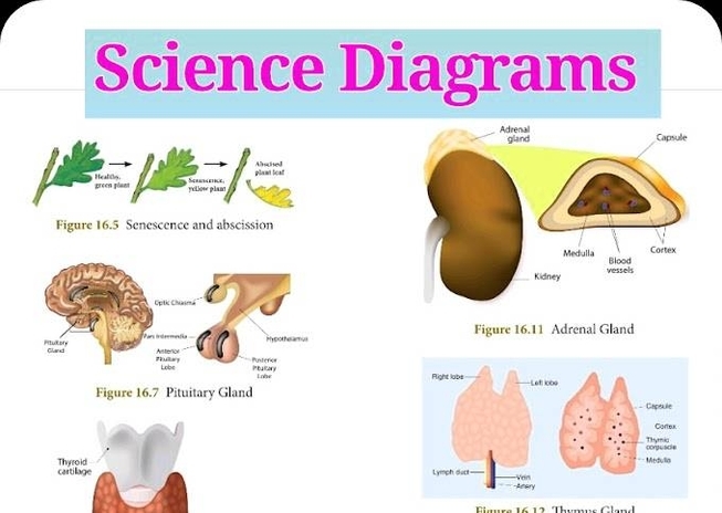 Science Diagrams For 10th Standard