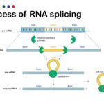 Splicing Rna Processing