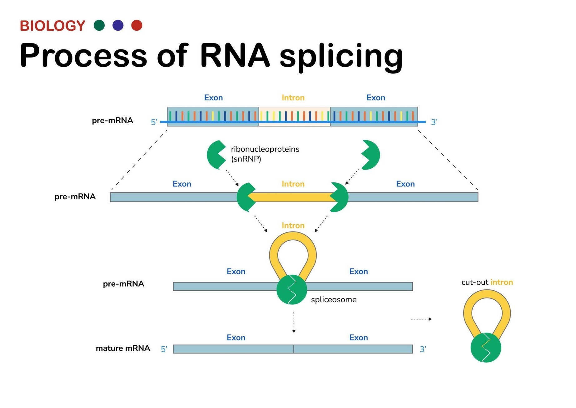 Splicing Rna Processing