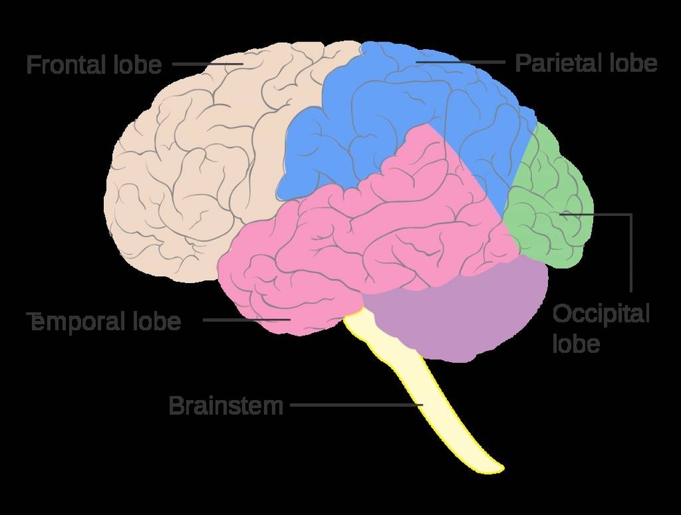 The Lobe Of The Brain Like Axon