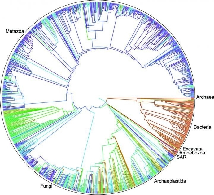 Tree Of Life Diagram Biology