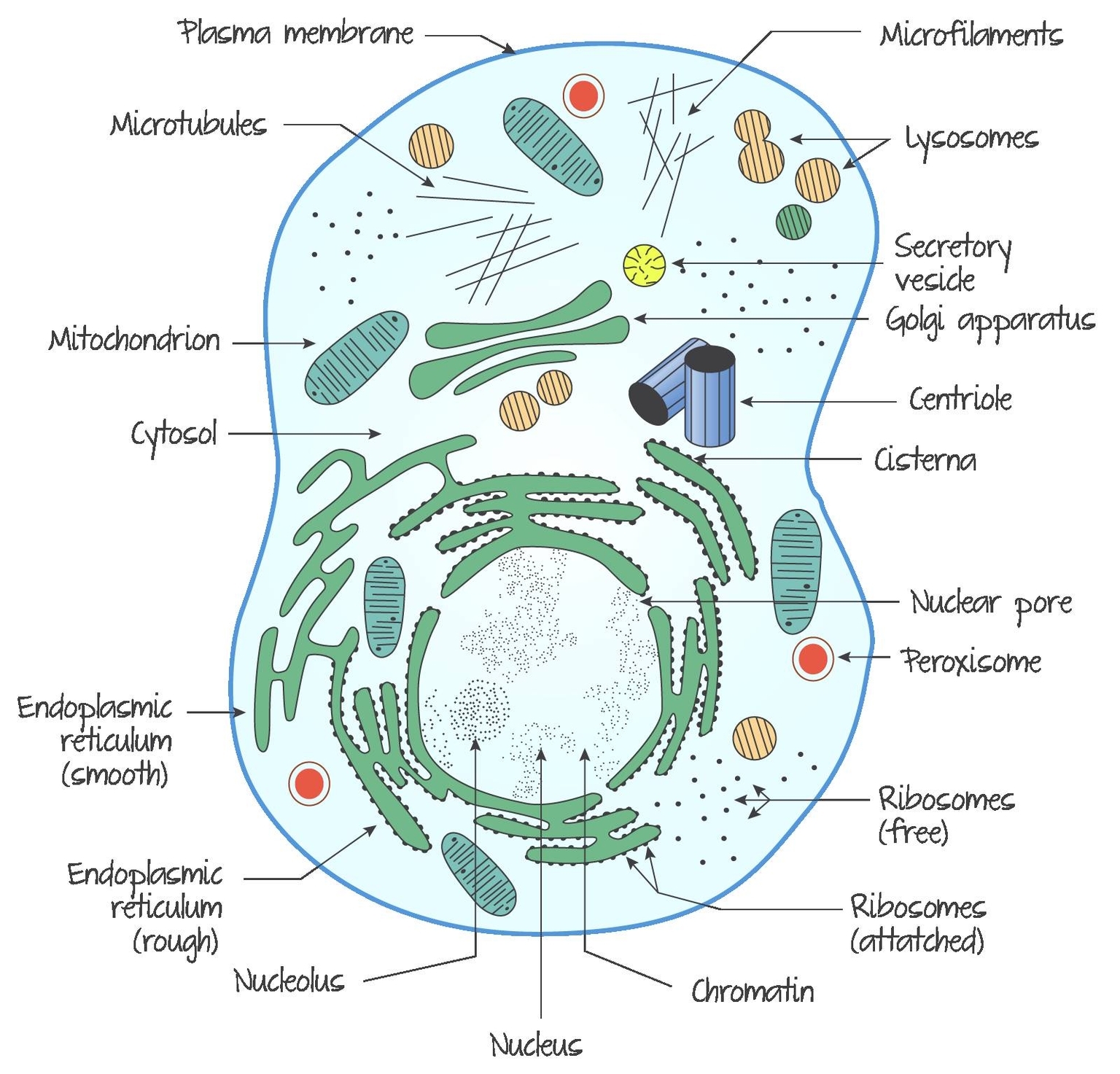 Ultrastructure Of A Eukaryotic Cell